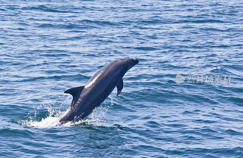 Bottle-nosed Dolphin (Tursiops truncatus) jumping